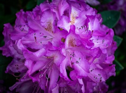 closeup shot of a purple azalea flower