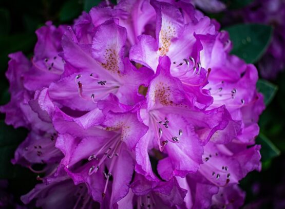 closeup shot of a purple azalea flower