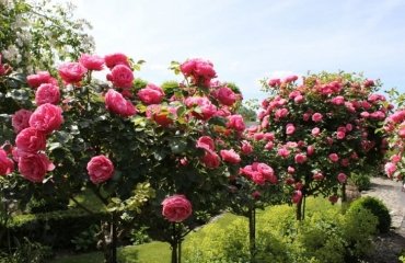 rose tree growing tips advice