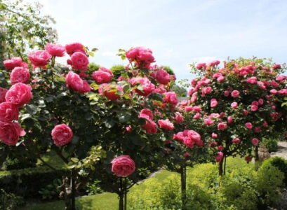 rose tree growing tips advice
