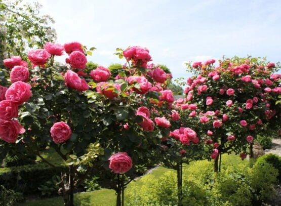 rose tree growing tips advice