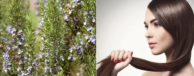 rosemary water for hair growth recipe for healthy and vitalized hair