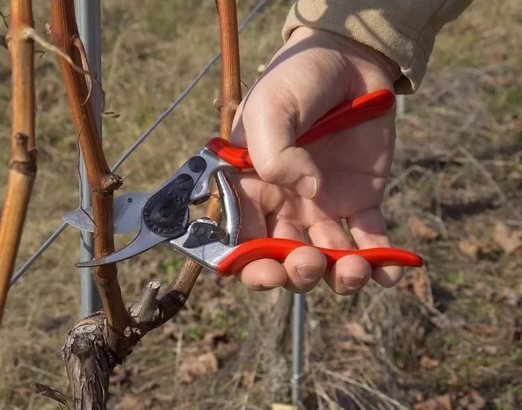 tips for planting grape vines prune regularly (1)
