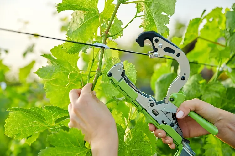 tying up the vine in the vineyard planting grape vines