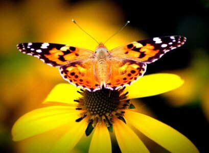 vanessa-cardui-butterfly-echinacea what plants attract butterflies and bees