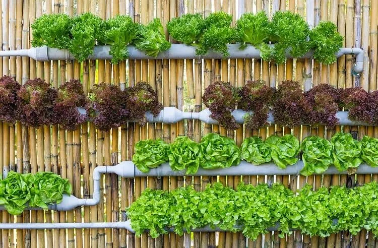 vegetable vertical garden