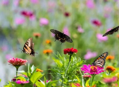 what are butterflies most attracted to how to attract a butterfly in your backyard