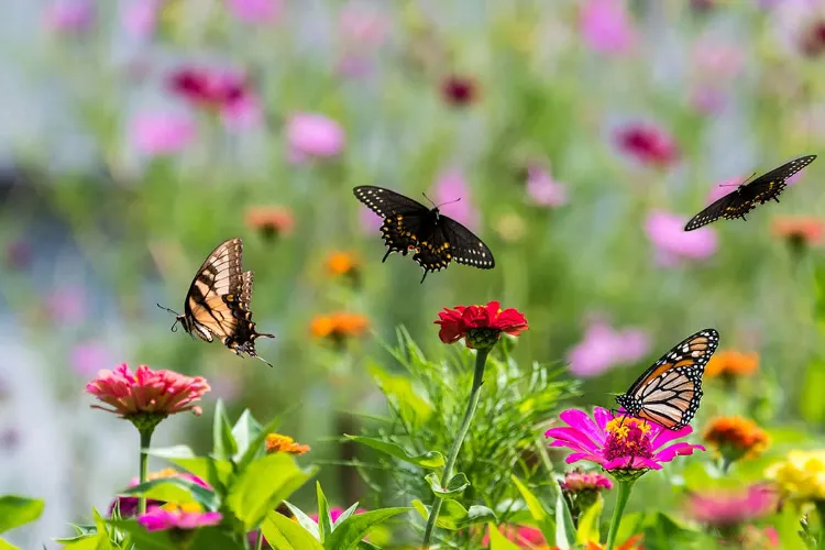 what are butterflies most attracted to how to attract a butterfly in your backyard