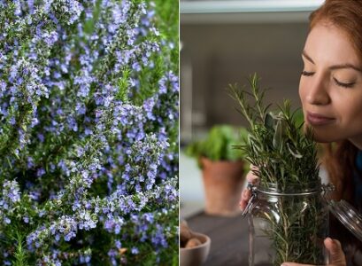 what are the benefits of rosemary water for hair for a strong hair look