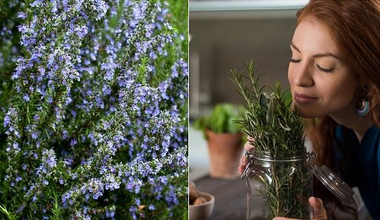 what are the benefits of rosemary water for hair for a strong hair look