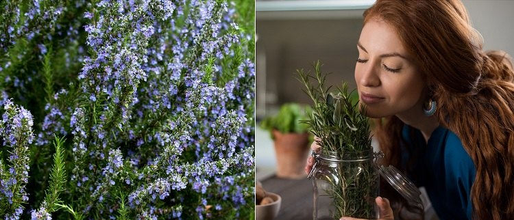 what are the benefits of rosemary water for hair for a strong hair look