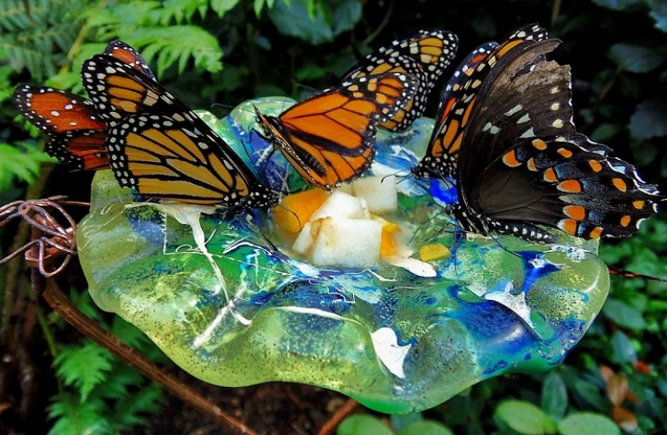 what do butterflies eat beautiful creatures wild nature
