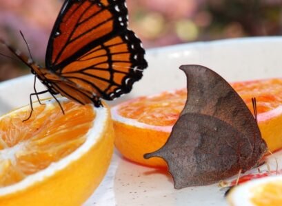 what do butterflies eat fruit and flower nectar