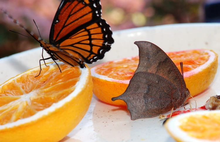 what do butterflies eat fruit and flower nectar