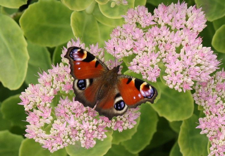 what do butterflies eat in the wild flower nectar and fruit