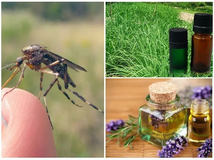 what is oregano essential oil good for against mosquitoes