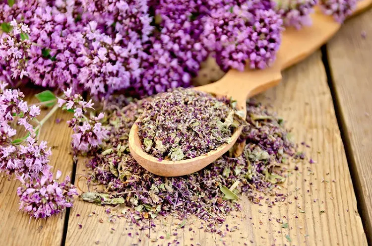 what is oregano essential oil good for for almost all of your body parts