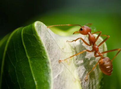 what might be the reason for ants coming into my house what attracts ants to my house or apartment how to set up ant trap the right way