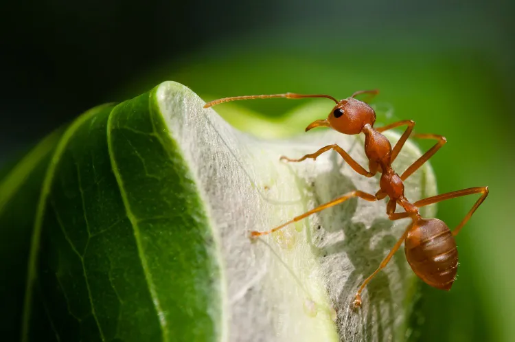 what might be the reason for ants coming into my house what attracts ants to my house or apartment how to set up ant trap the right way