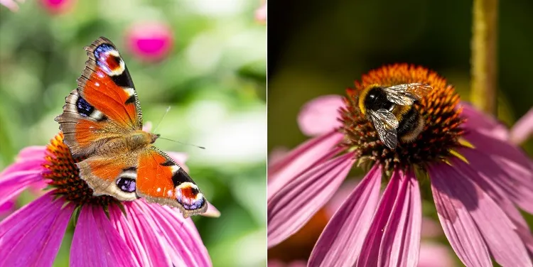 what plants attract butterflies and bees echinacea