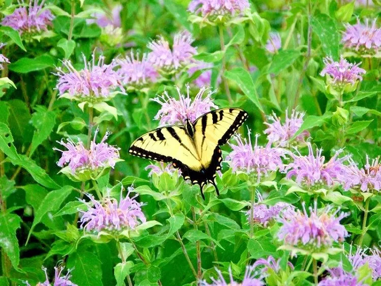 what plants attract butterflies and hummingbirds the bee balm