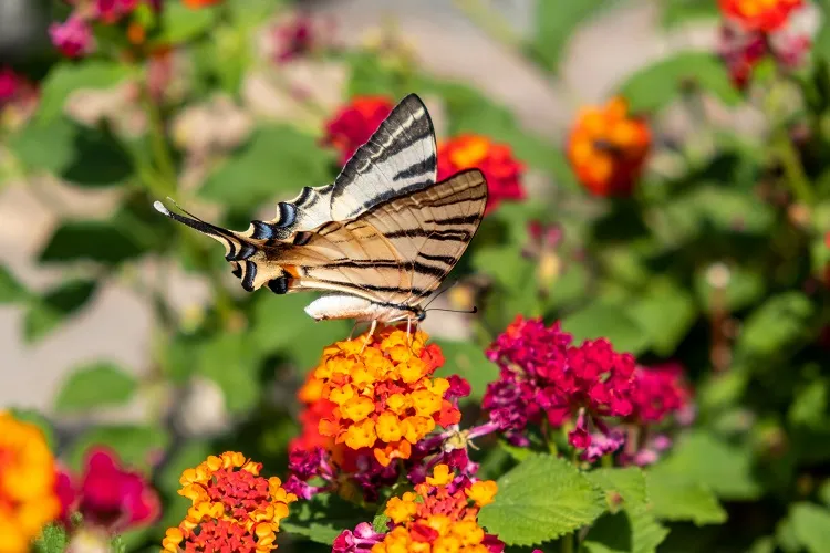 what plants attract butterflies and hummingbirds the lantana