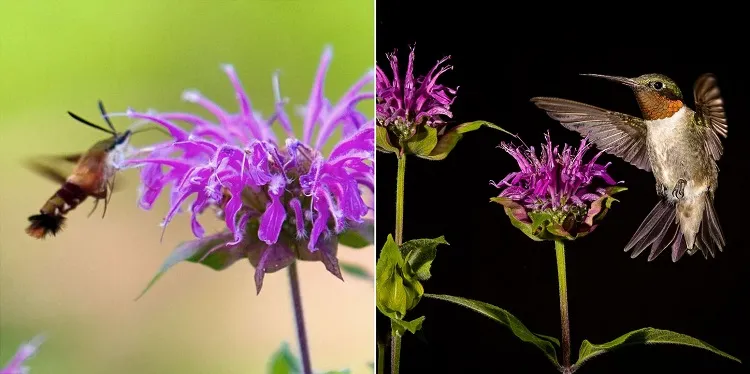 what plants attract butterflies and hummingbirds
