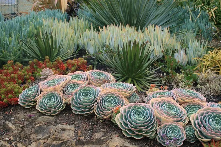what plants go well with agave cacti and seculents