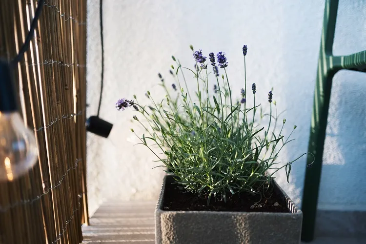 what to grow on a sunny balcony that is hot lavender