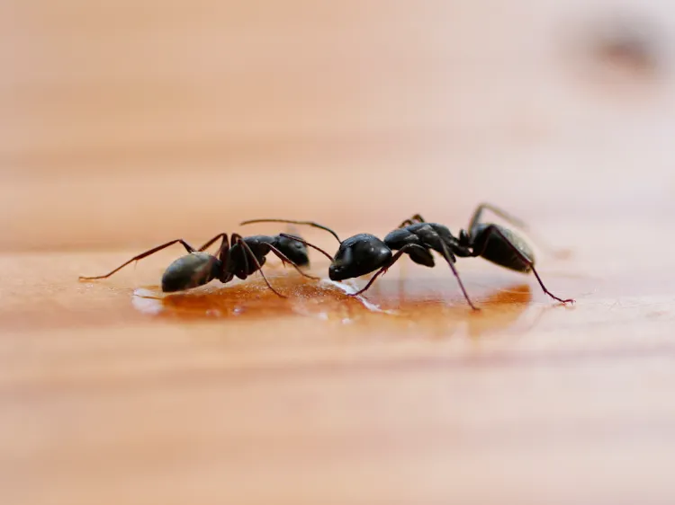 which natural oils work to repel ants how to deal with ants this season the best and most effective ways to get rid of bugs safe ways that work
