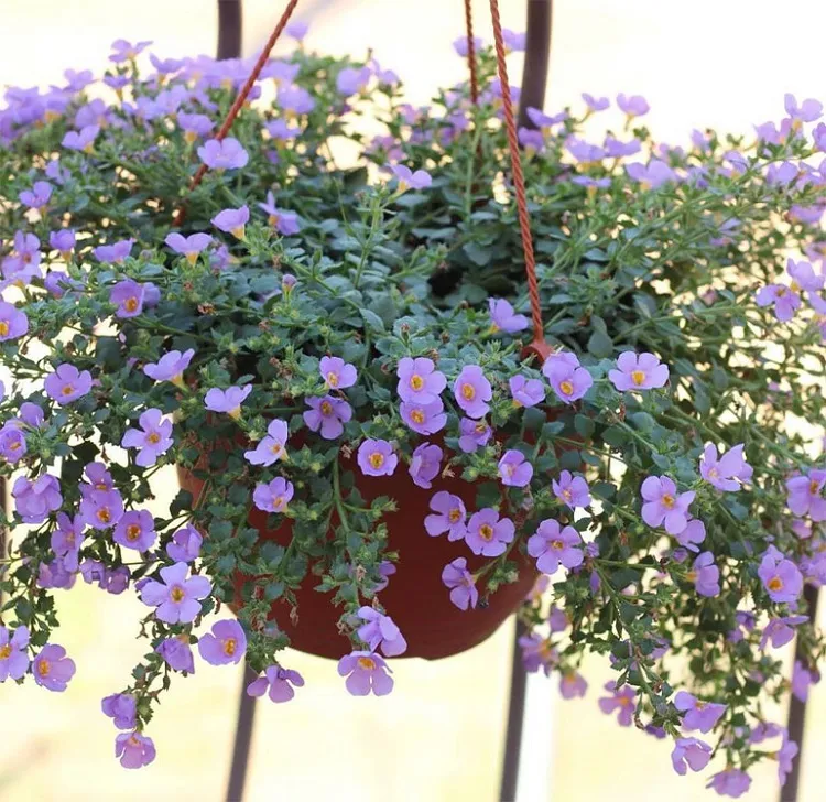 bacopa best hanging basket flowers