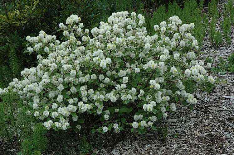 fothergilla best shade loving perennials for your garden corner