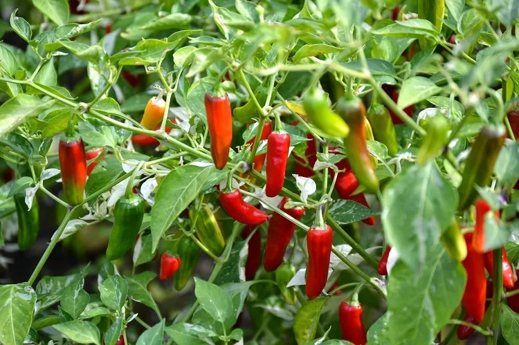 hot peppers how to plant a drought resistant garden