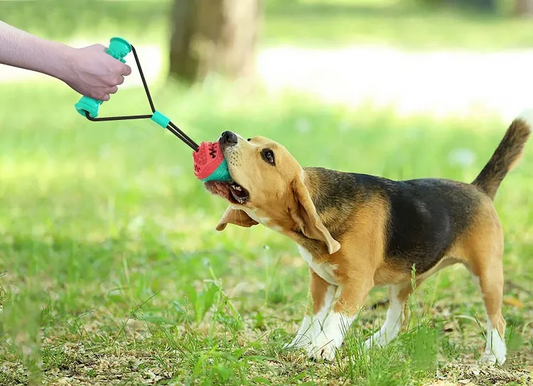 how do you calm down a hyper dog at night give him a tug toy