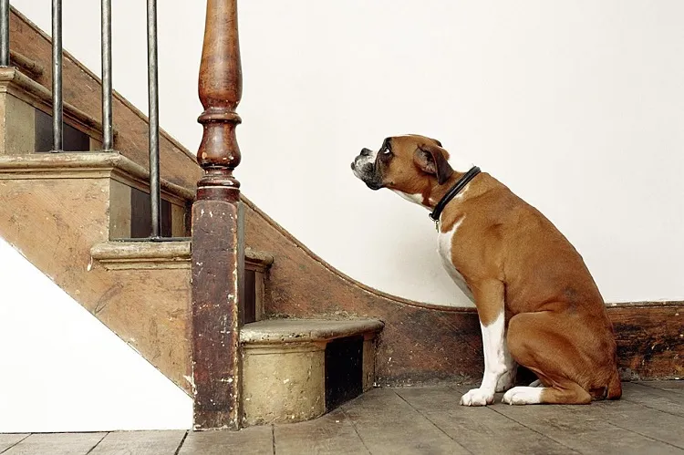 how do you calm down a hyper dog at night making the pet climb stairs