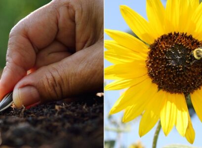 how long do sunflower seeds take to germinate you may soak them in water