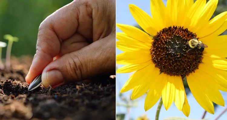 how long do sunflower seeds take to germinate you may soak them in water