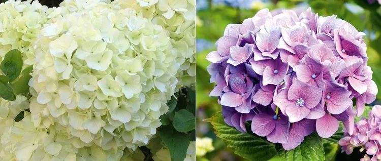 how to change hydrangea color to pink turn the white color into pink one