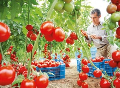 roma tomaties harvest drought resistant garden vegetables