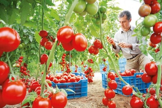 roma tomaties harvest drought resistant garden vegetables