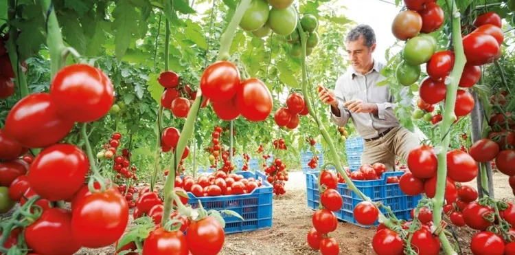 roma tomaties harvest drought resistant garden vegetables