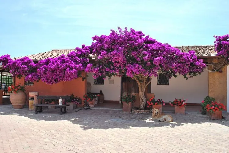 what are the pros and cons of bougainvillea