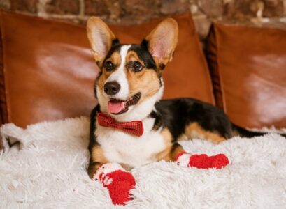 funny dog on the couch in socks