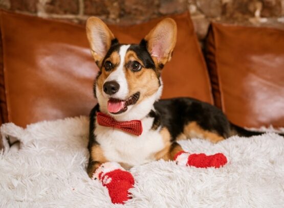 funny dog on the couch in socks