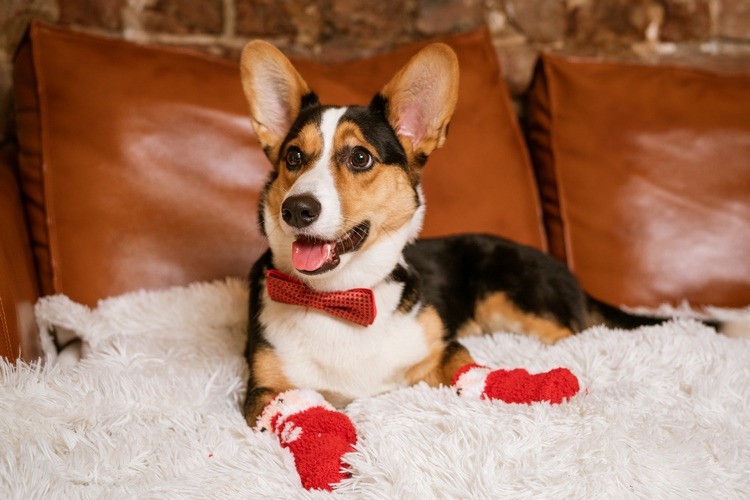 funny dog on the couch in socks