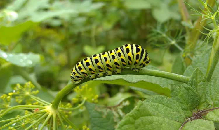 a black swallowtail caterpillar feeding on fennel