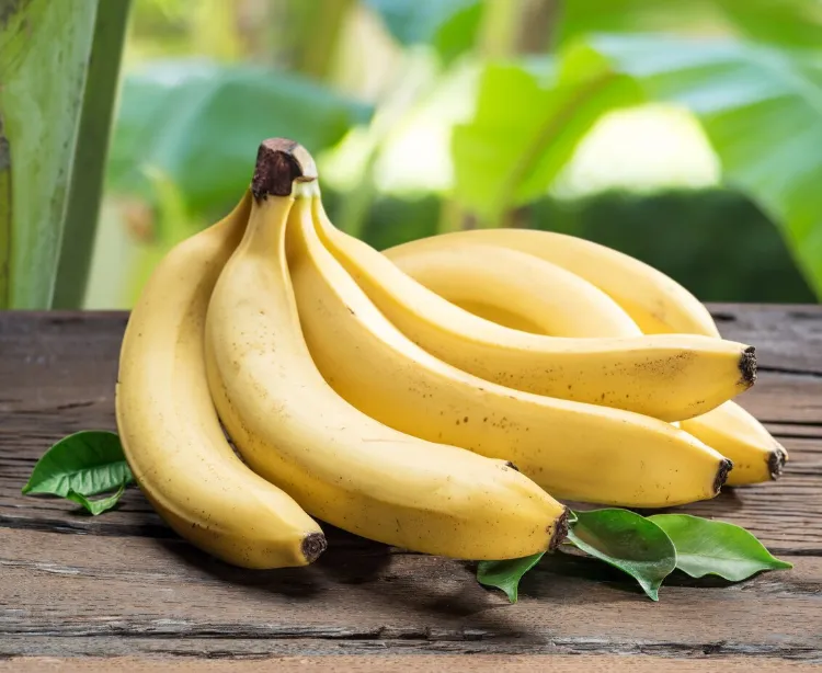 bananas are good for weight loss most popular fruits worldwide are used in many different types of cuisines as they offer sweet flavor as you probably know including this fruit