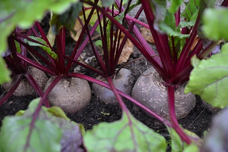 beets growing what to saw in a drought resistant vegetable garden