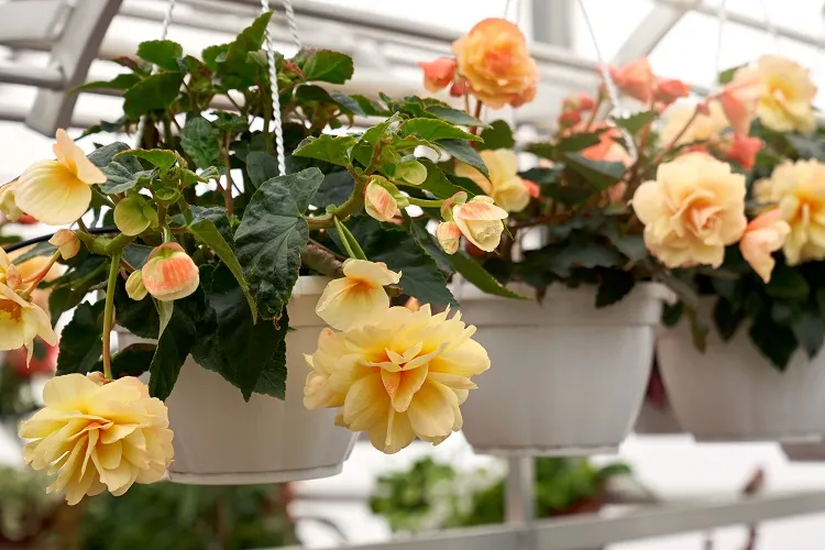 begonia plant with beautiful big yellow flowers best flowers for hanging baskets