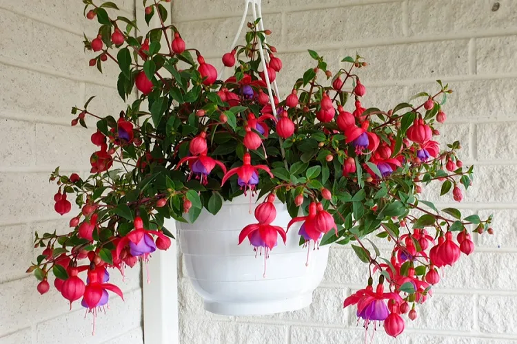 best flowers for hanging baskets fuchsia